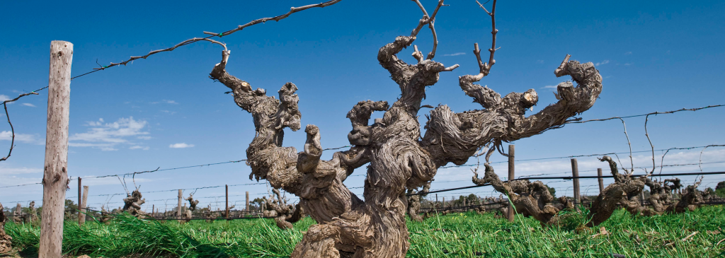 glaetzerwines.png Screenshot 2020-01-21 at 11.32.01.png